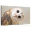 Hibou Brampt-107679677