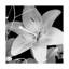 «White Lily 2 Black and White» par Dosta, impression sur toile tendue-29223766