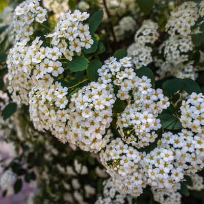 3 gal. Spirea Reeves