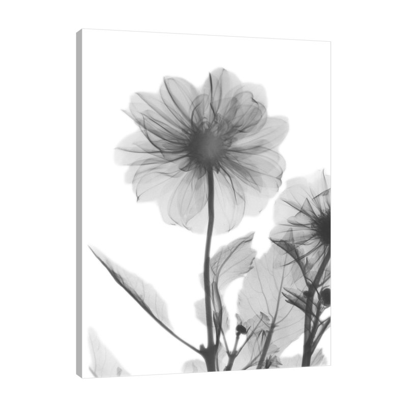 Dahlia Twins - Wrapped Canvas Print, 41cm H x 30cm W