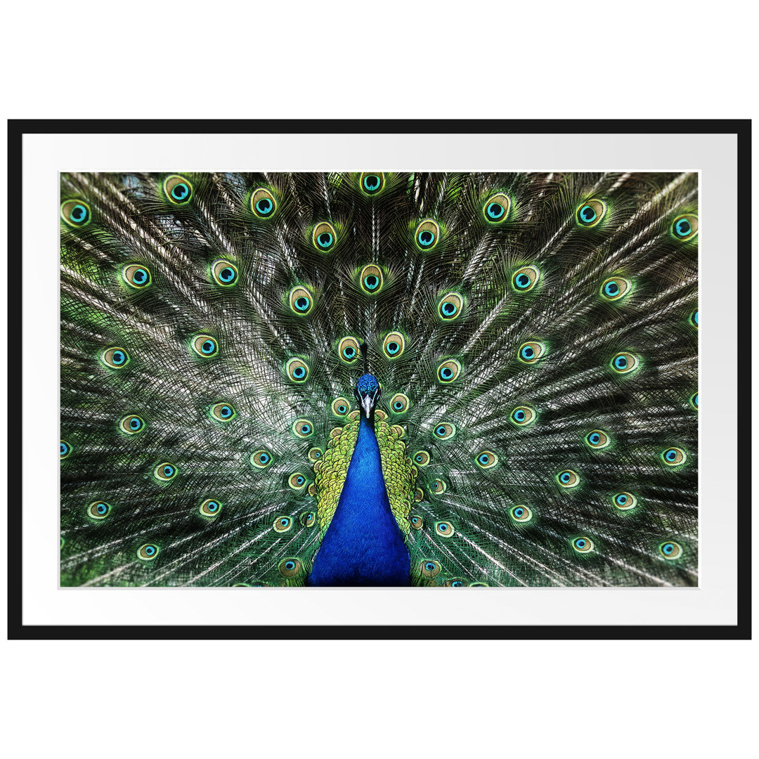 Gerahmtes Poster Schöner Pfau mit seinem Gefieder