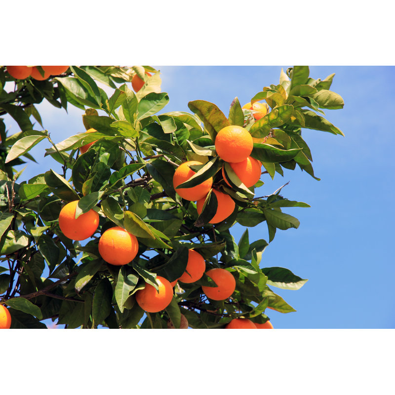 Orange Tree, 51cm H x 76cm W x 3.8cm D