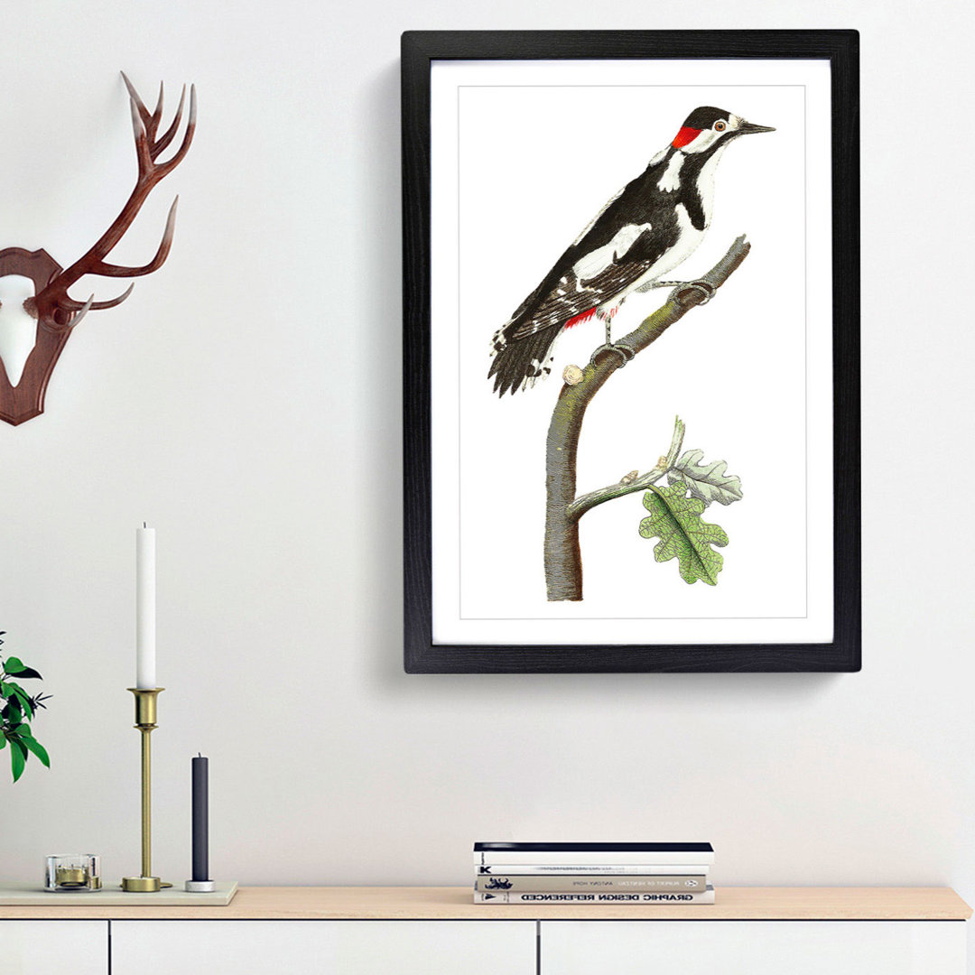 Great-Spotted Woodpecker by George Shaw - Framed Print
