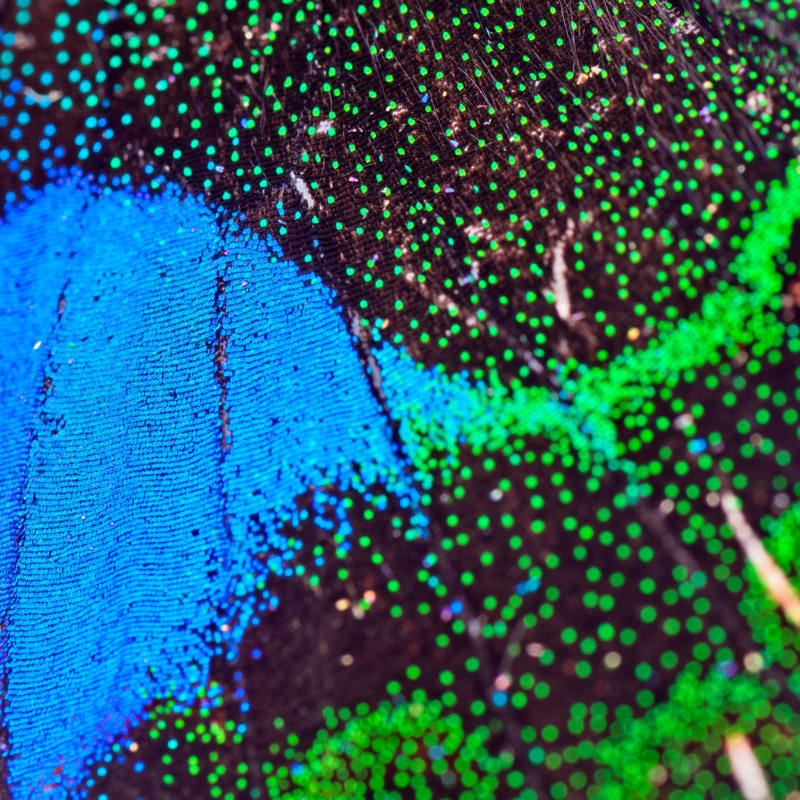 Butterfly Wing Pattern - Wrapped Canvas Print, 30cm H x 30cm W x 3.8cm D