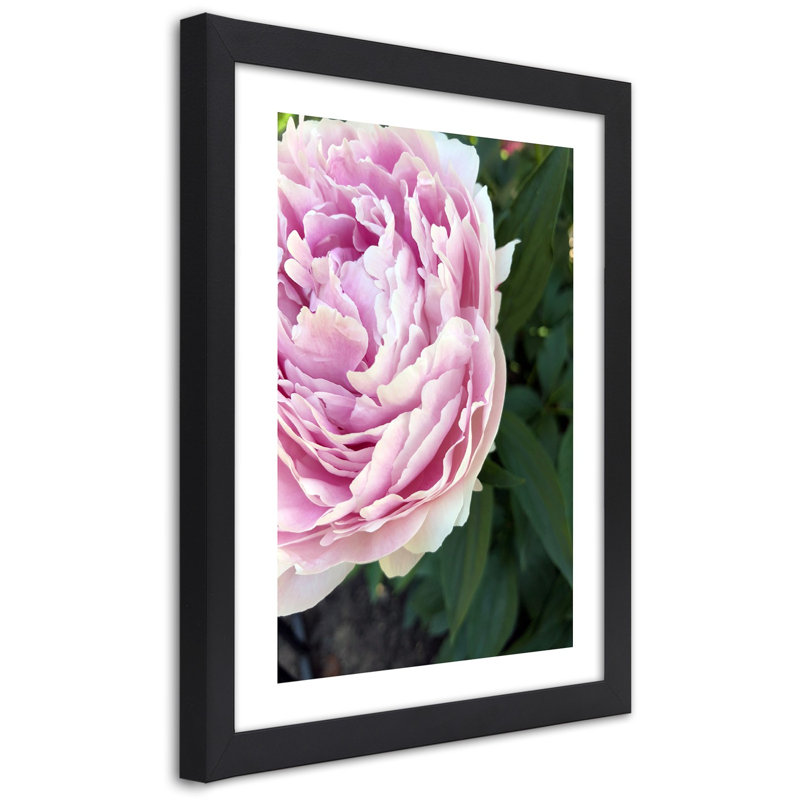 Peony Flower Plant - Single Picture Frame Print, 90cm H x 60cm W, Black