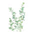 Eucalyptus II - reproduction sur toile tendue-1242961748-1242961745-1251041603