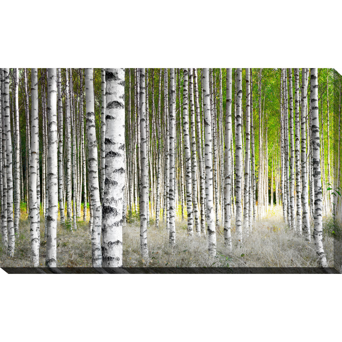 Millwood Pines Birch Trees 1 - Wrapped Canvas Photograph Print | Wayfair