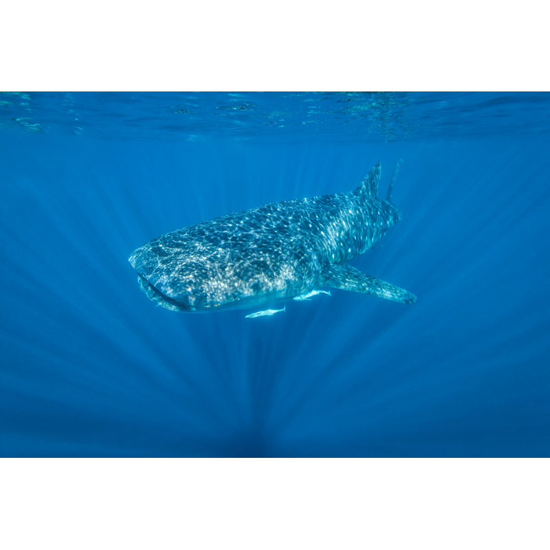 Whale Shark by RichardALock - Wrapped Canvas Print, 20cm H x 30cm W x 3.8cm D