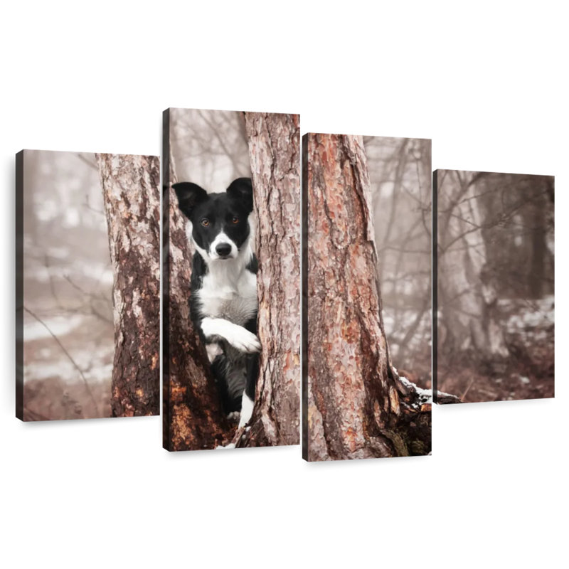 Border collie ludique