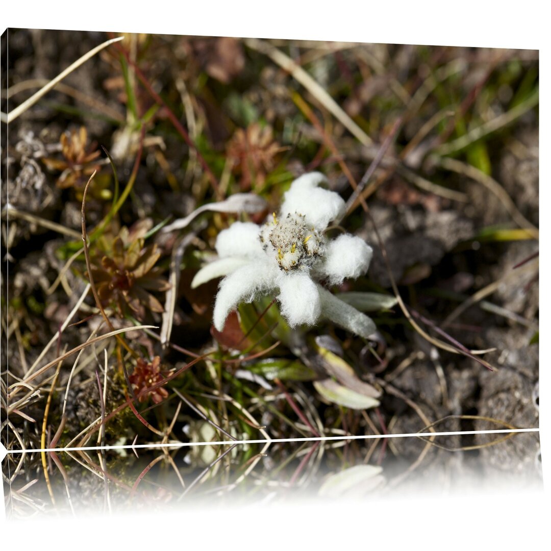 Leinwandbild Watteüberzogene Blüte