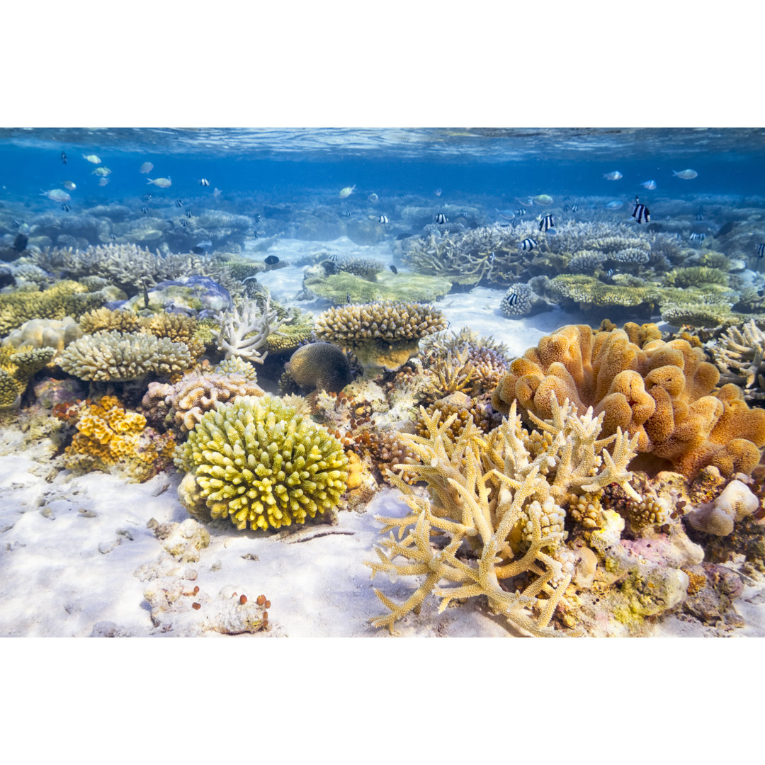 Coral Reef Garden von Cinoby - Druck auf Leinwand ohne Rahmen