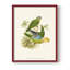 «Lime & Cerulean Parrots I», reproduction encadrée - bois massif-2069873836-2069873828
