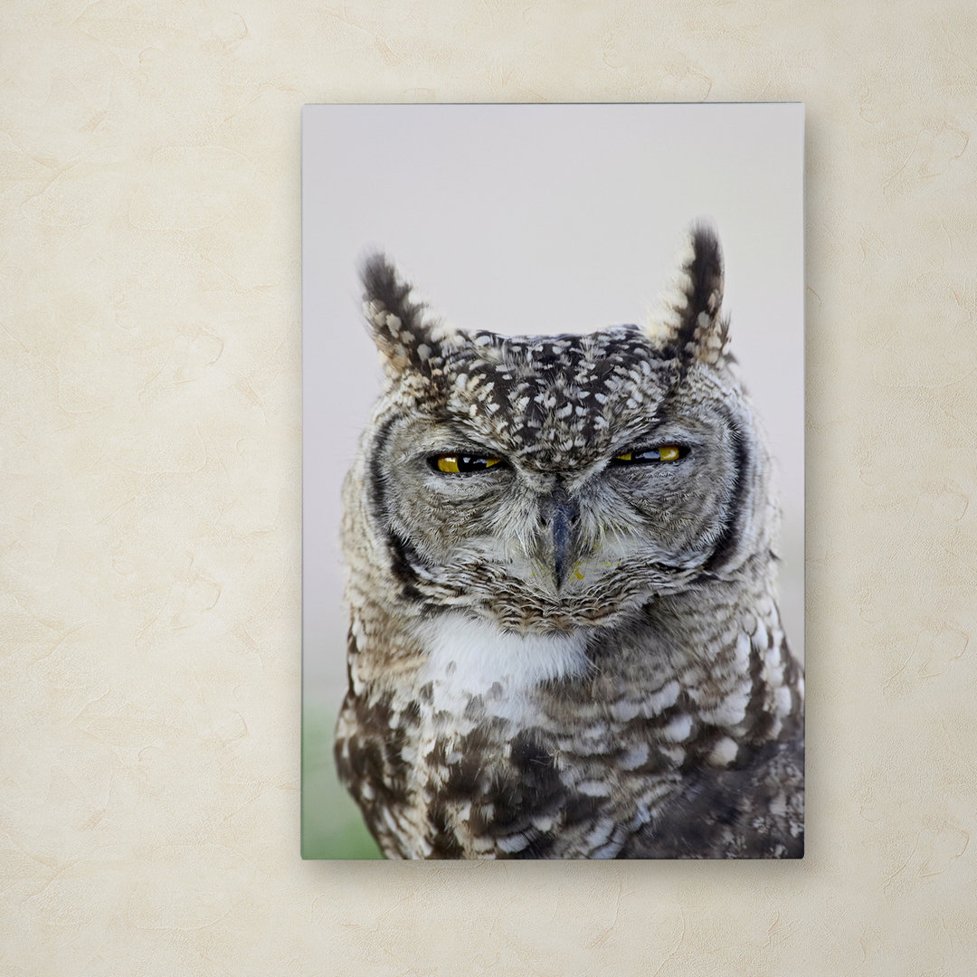 Ann 'Gray Owl' Photographic Print on Wrapped Canvas Latitude Run® 