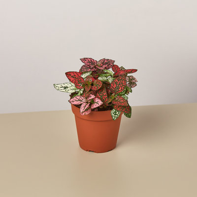 House Plant Shop Live Foliage Plant Low Maintenance Plant Rattan