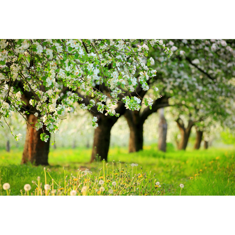 Spring Orchard Trees by Konradlew - No Frame Art Prints on Canvas, 51cm H x 76cm W