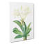 Spiderlily by Pierre-Joseph Redoute - Wrapped Canvas-55318074