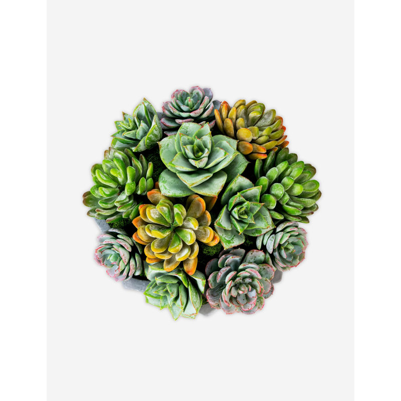 Madison Pleated Ceramic Succulent Arrangement