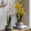 Orchid in Low Ceramic Pot 580mm-1342967984