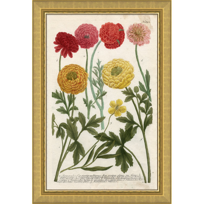 Weiman Ranunculous Giclee Print