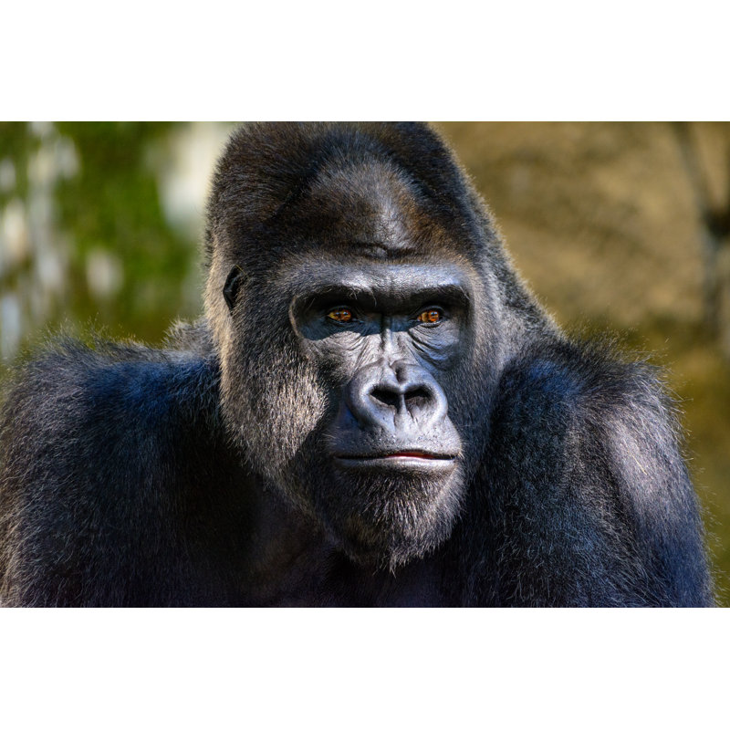 Silverback Gorilla by JWJarrett - Wrapped Canvas Print, 61cm H x 91cm W x 3.8cm D