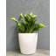 Pot de bambou d'intérieur / extérieur rond en bambou 7 po Bamboo Blooms