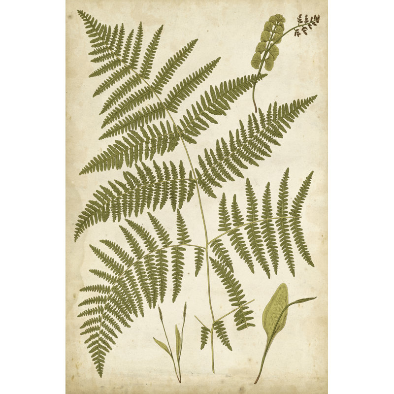 Fern Portfolio IV by Francis G. Heath - Painting Print, Wrapped Canvas, 122cm H x 81cm W