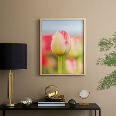 Twotone Tulip Framed Print  Solid Wood
