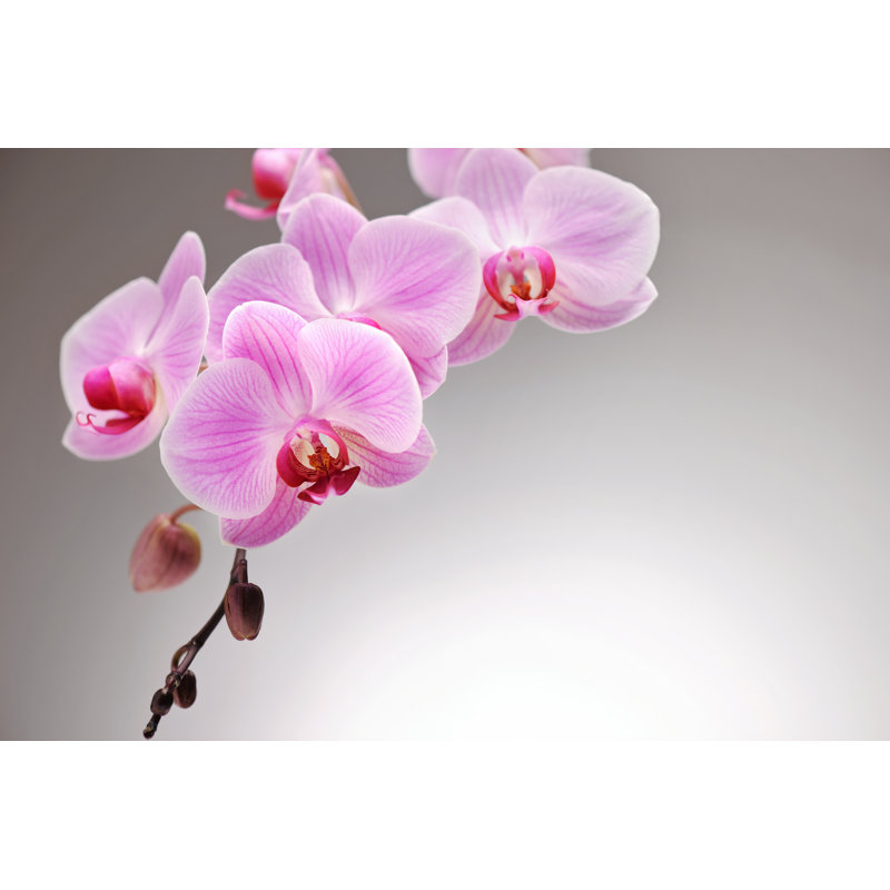 Pink Orchid by Moncherie - Wrapped Canvas Print, 20cm H x 30cm W