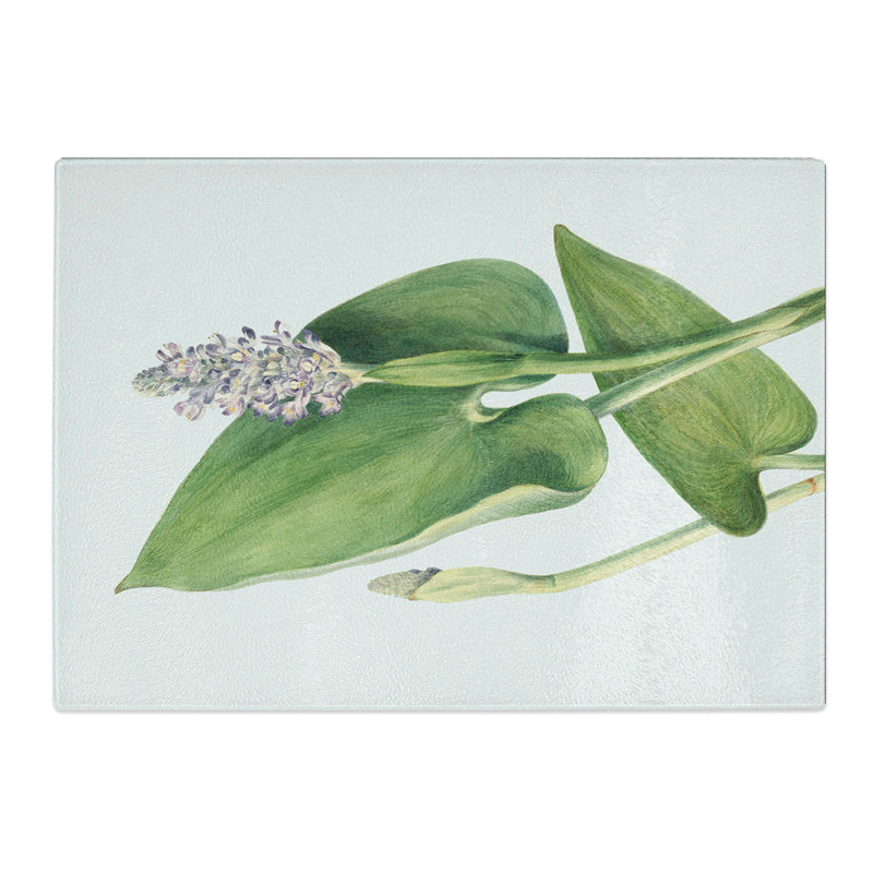 Pickerelweed by Mary Vaux Walcott Chopping Board, 0.4cm H x 28.5cm W x 39cm L