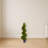 Grass Spiral Topiary