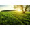 Spring Field by Misha Kaminsky