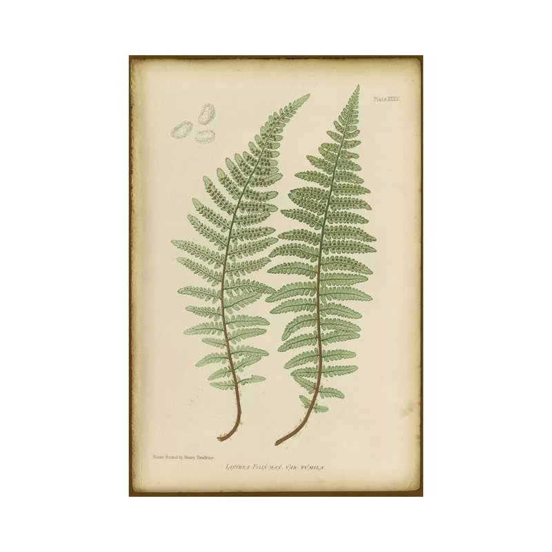 Lastrea Filix by PI Collection - Wrapped Canvas Gallery-Wrapped Canvas Giclée, 20.32 cm H x 30.48 cm W