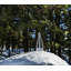 Vermont Evergreen-46309277