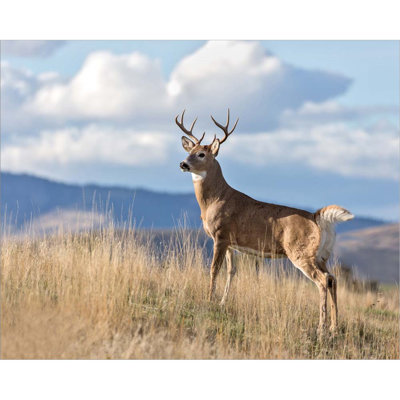 " Montana Whitetail Buck II "