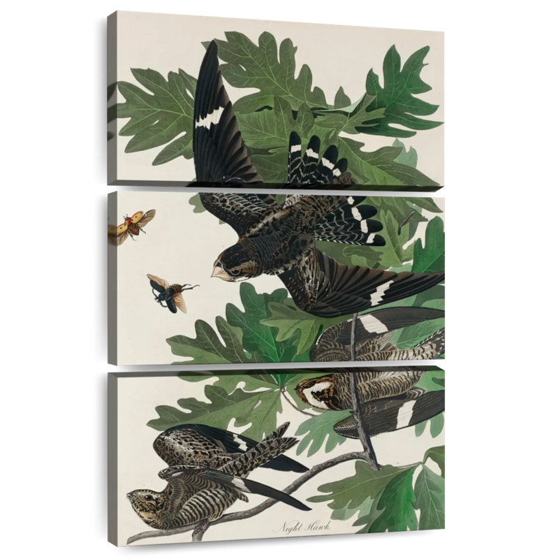 Brampt Night Hawk, 32" H x 20" W
