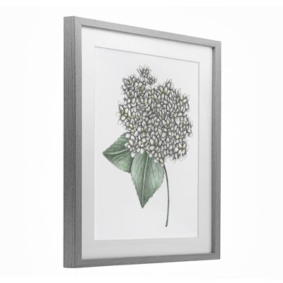 Hortensia croquis, impression encadrée sous verre, design par Cecilia Battaini