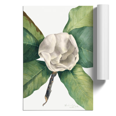 Southern Magnolia by Mary Vaux Walcott - Frameless Print