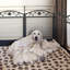 Ian 126cm Dog Whelping Pen