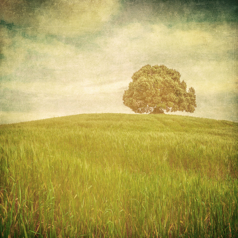 Tree Over Grunge by Javarman3 - Wrapped Canvas Print, 30cm H x 30cm W