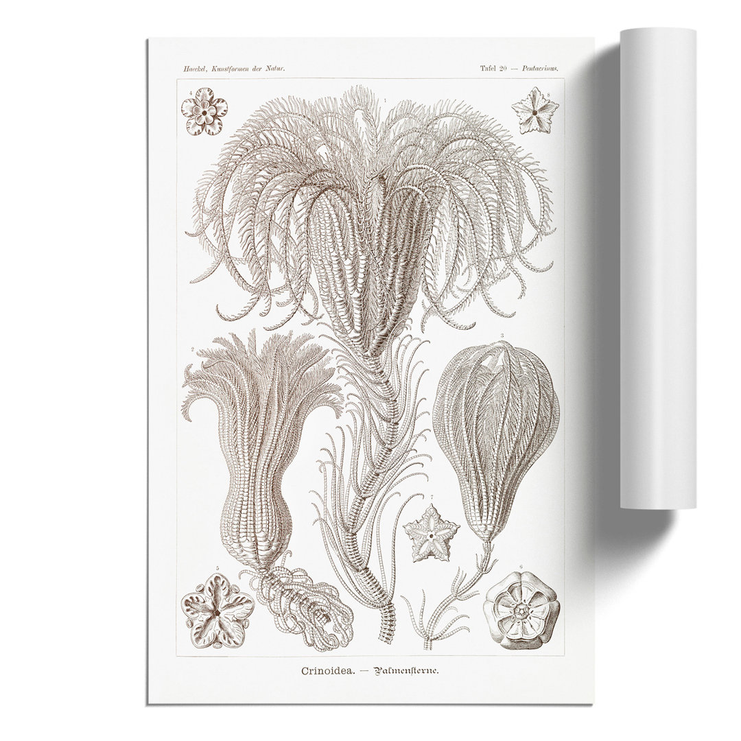 Crinoids by Ernst Haeckel - Frameless Print