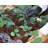 Palram - Canopia Greenhouse Drip Irrigation Kit Watering and Maintenance