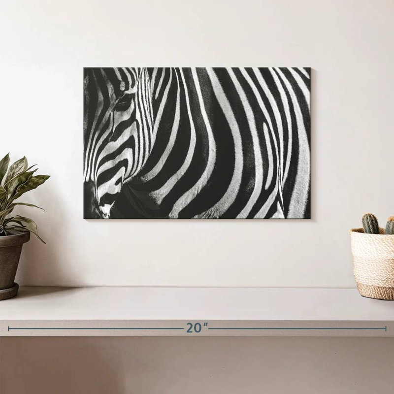 Ronce de zèbre monochrome, H 8 po x l 12 po