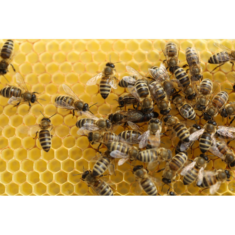 Sorica bees on Honeycomb, H 8 po x l 12 po