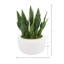 Snake Plant and Moss disposés dans un pot en fibre de pierre