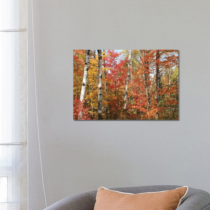 Fall Color Pallette by Brian Wolf - Wrapped Canvas Print, 66.04 cm H x 45.72 cm W x 3.175 cm D