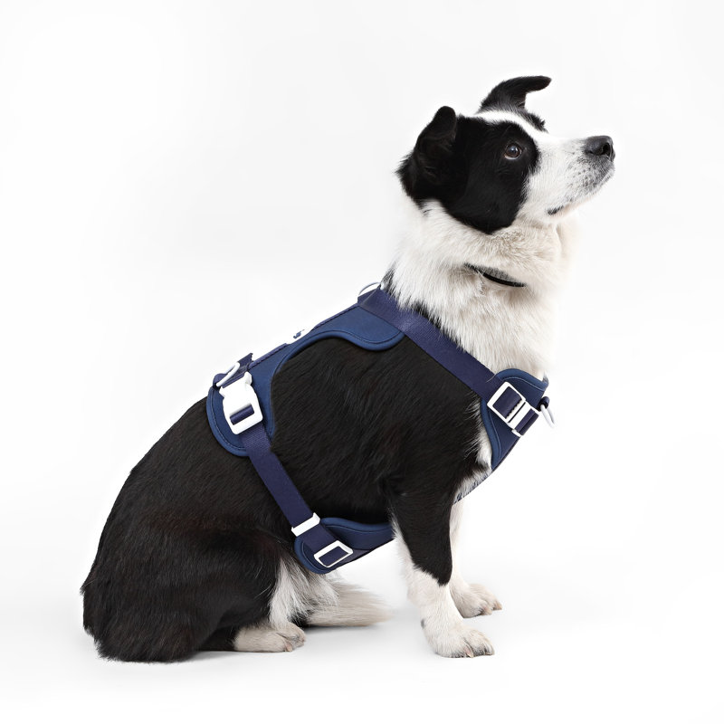 Harnais pour animal de compagnie Arlo, Marine, 37" W x 37" D