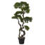 Panama Bonsai en pot