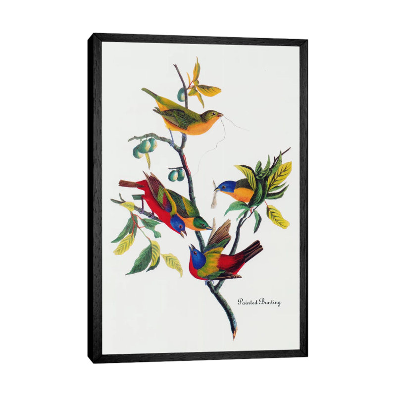 Painted Bunting by John Audubon - 1 Piece Painting on Canvas, 101.6 cm H x 66.04 cm W, Black Framed