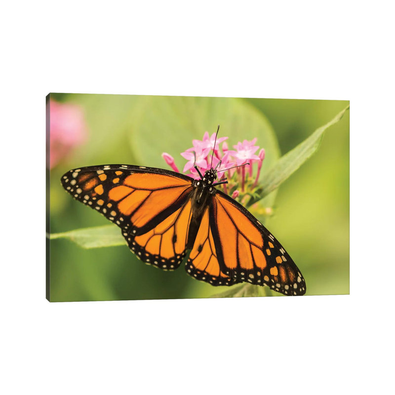 Costa Rica, La Paz River Valley. Captive Monarch Butterfly In La Paz Waterfall Garden. by Jaynes Gallery - Wrapped Canvas Print
