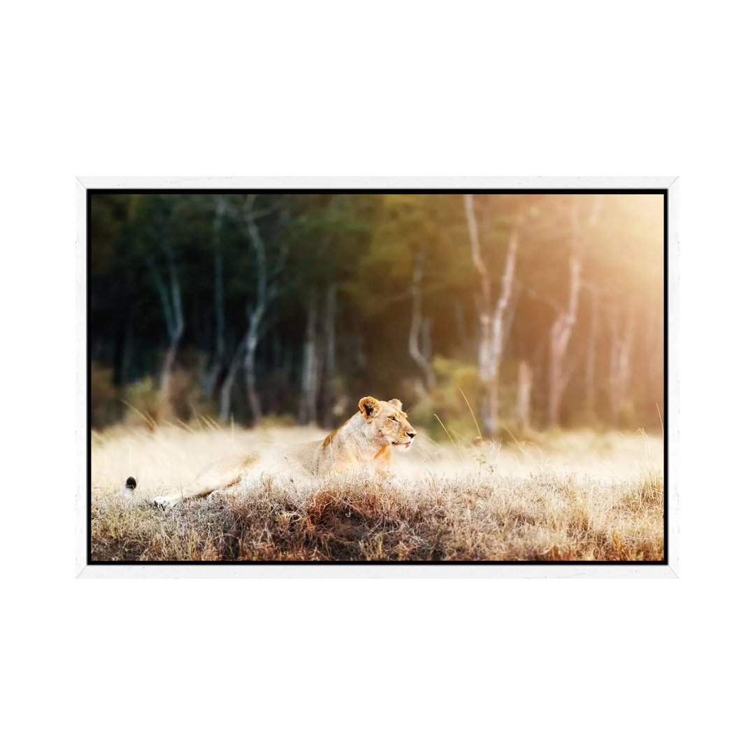 Lioness In Morning Sunlight After Breakfast~3 von Susan Richey - Gallery-Wrapped Canvas Giclée on Canvas